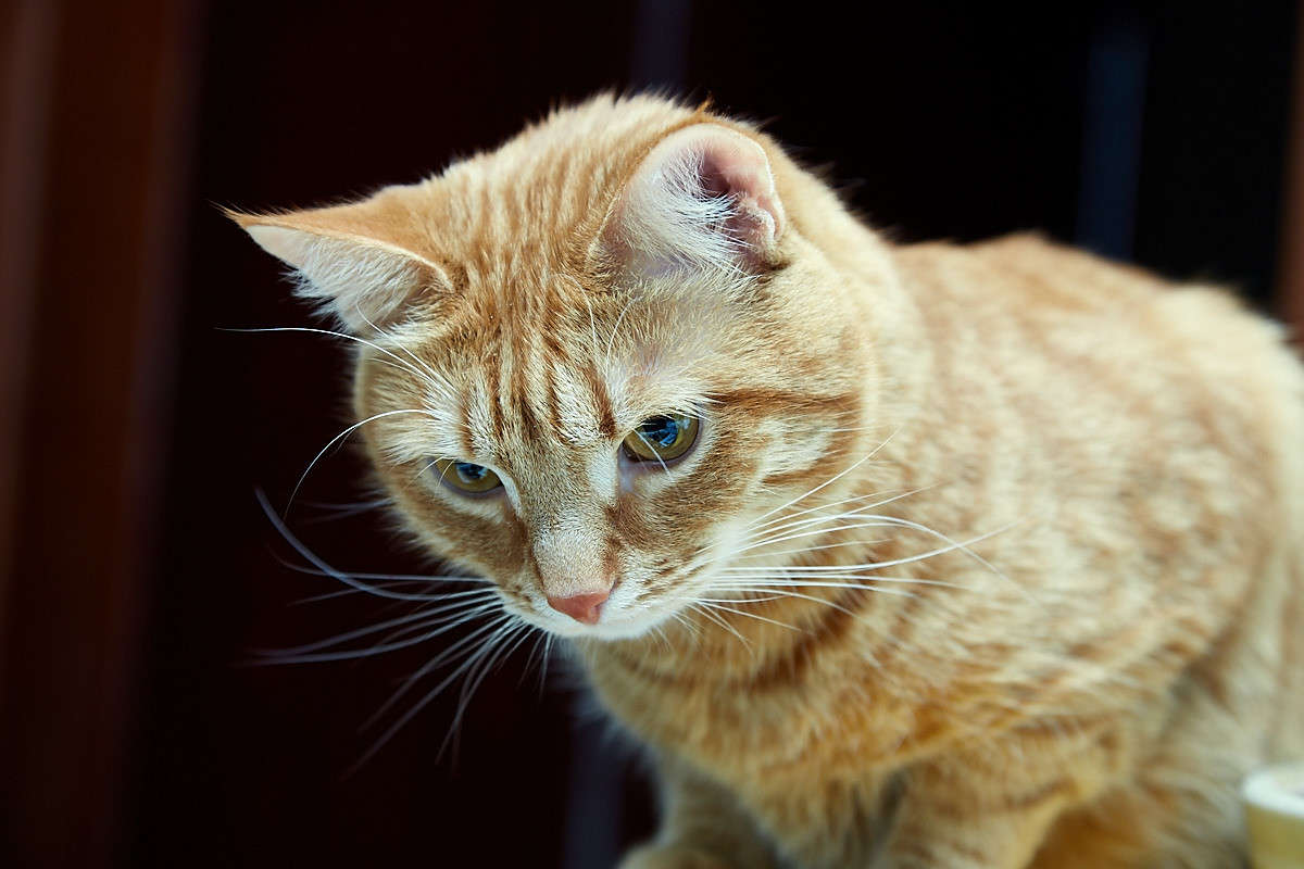 ... ����� Viktor Nogovitsin �� PhotoGeek.ru #�������� ���