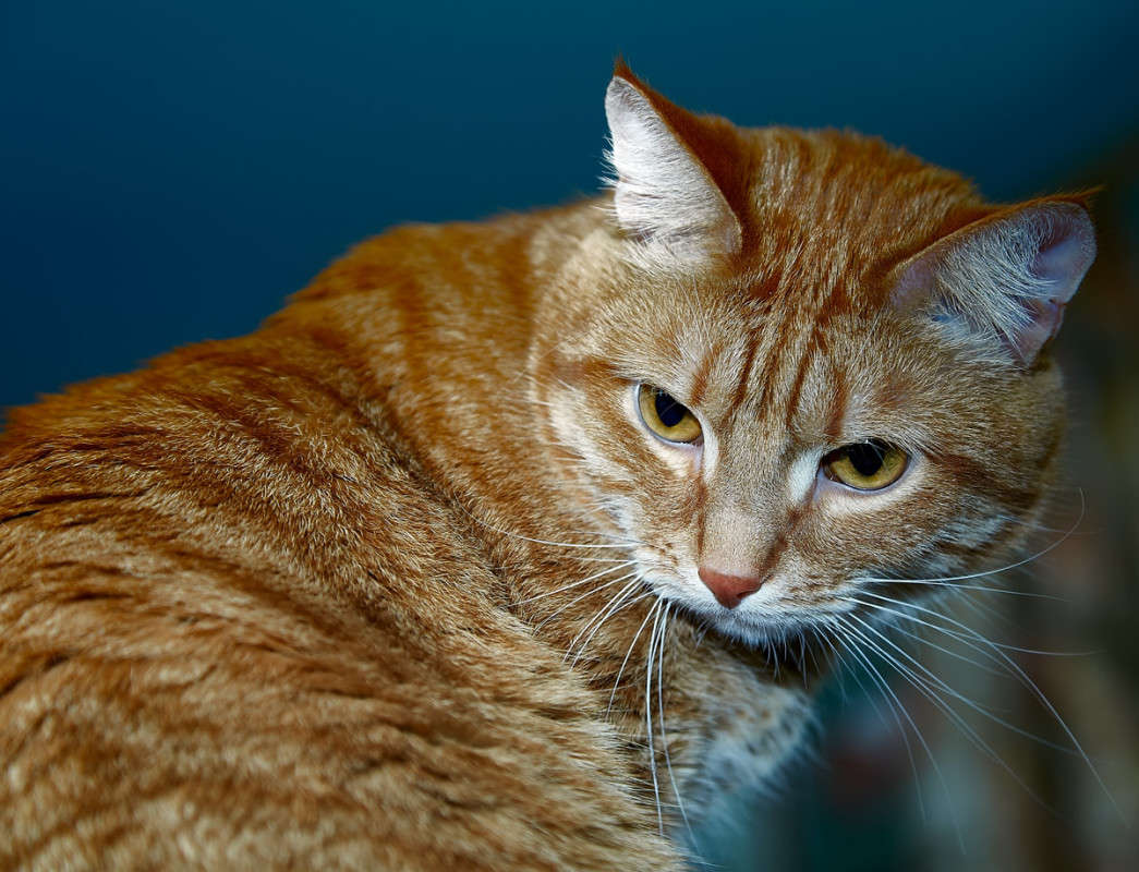 ... ����� Viktor Nogovitsin �� PhotoGeek.ru #�������� ���