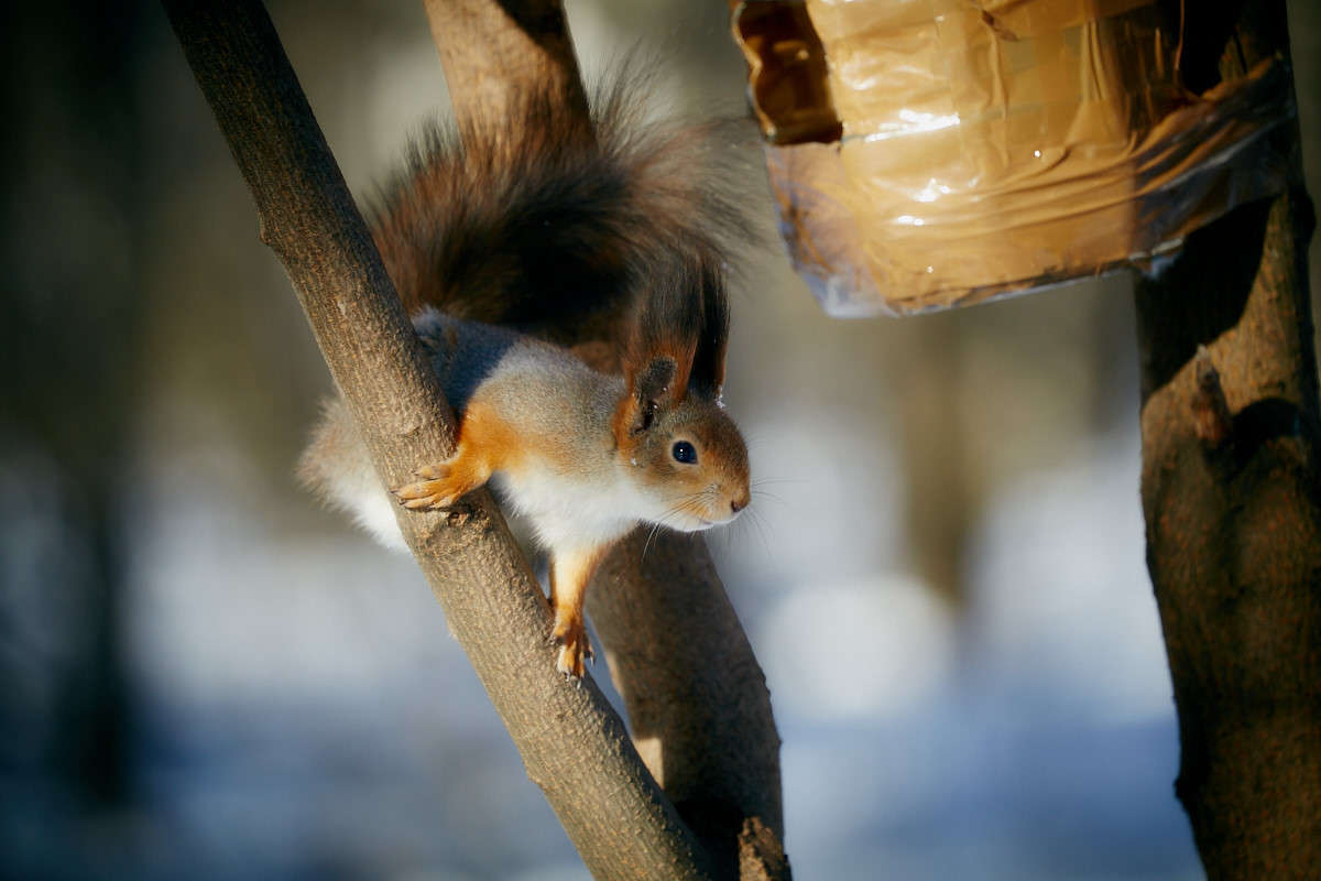 ... ����� Viktor Nogovitsin �� PhotoGeek.ru #�������� ���