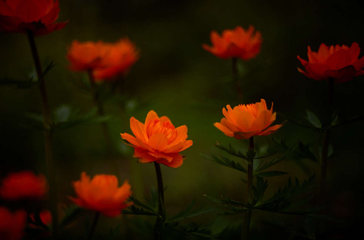 ... ����� Viktor Nogovitsin �� PhotoGeek.ru #������ ��� �������