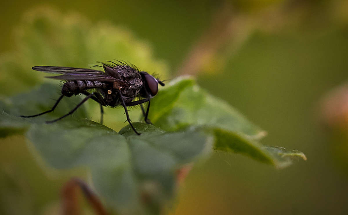 ... ����� Viktor Nogovitsin �� PhotoGeek.ru #�����