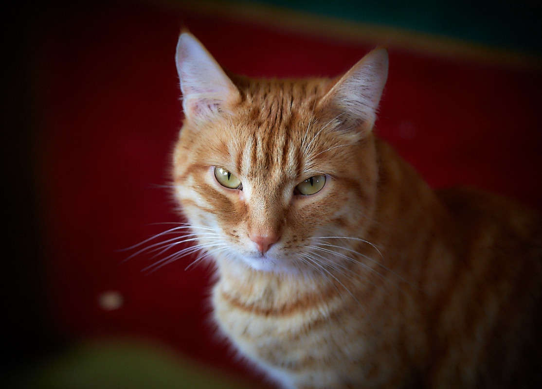 ... ����� Viktor Nogovitsin �� PhotoGeek.ru #�������� ���