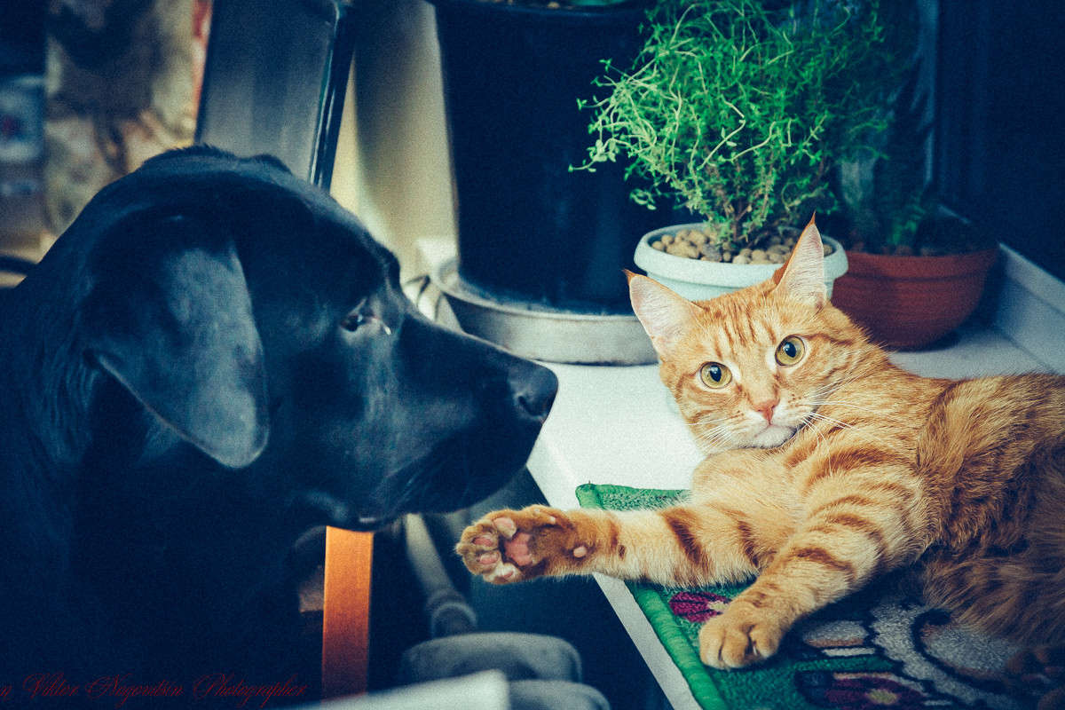 ... ����� Viktor Nogovitsin �� PhotoGeek.ru #�������� ��� #�������� ���