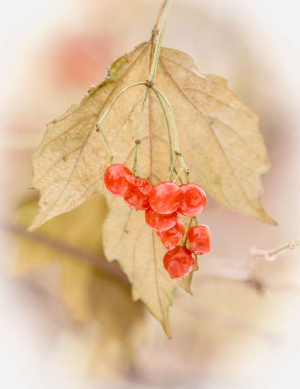 ... ����� Viktor Nogovitsin �� PhotoGeek.ru #�����