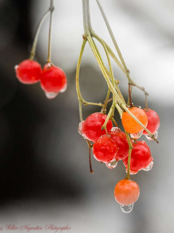 ... ����� Viktor Nogovitsin �� PhotoGeek.ru #����� #������ ��� �������