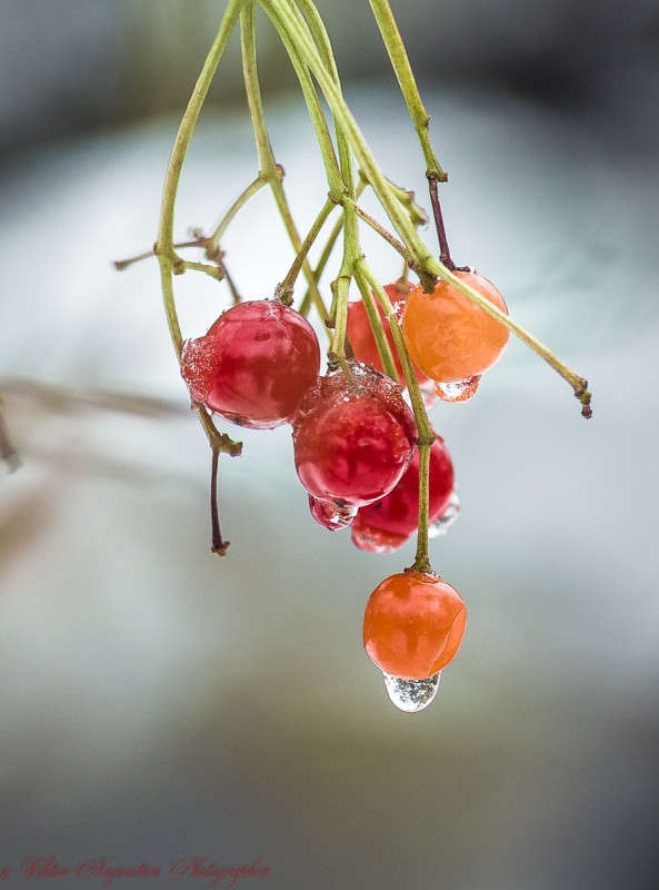 ... ����� Viktor Nogovitsin �� PhotoGeek.ru #����� #������ ��� �������