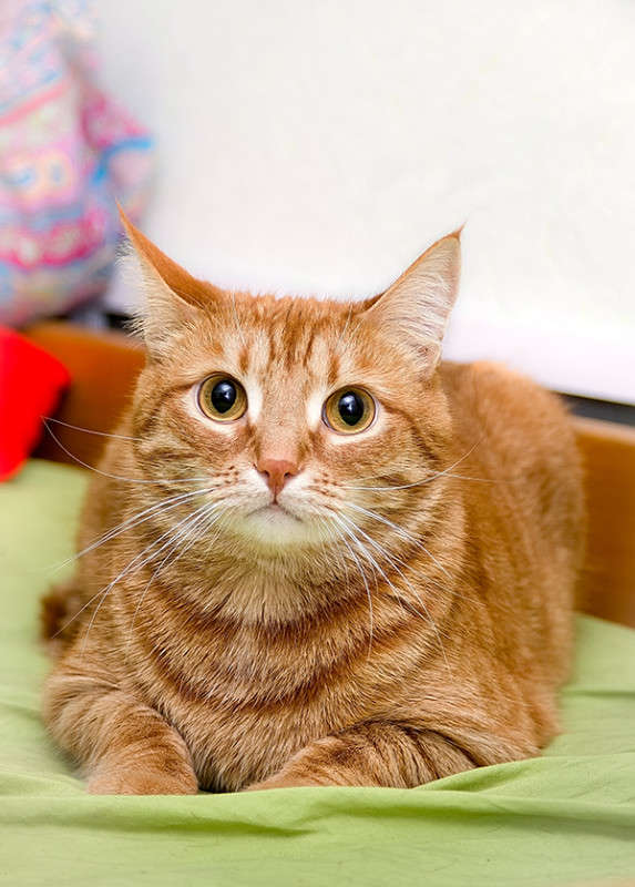 ... ����� Viktor Nogovitsin �� PhotoGeek.ru #�������� ���