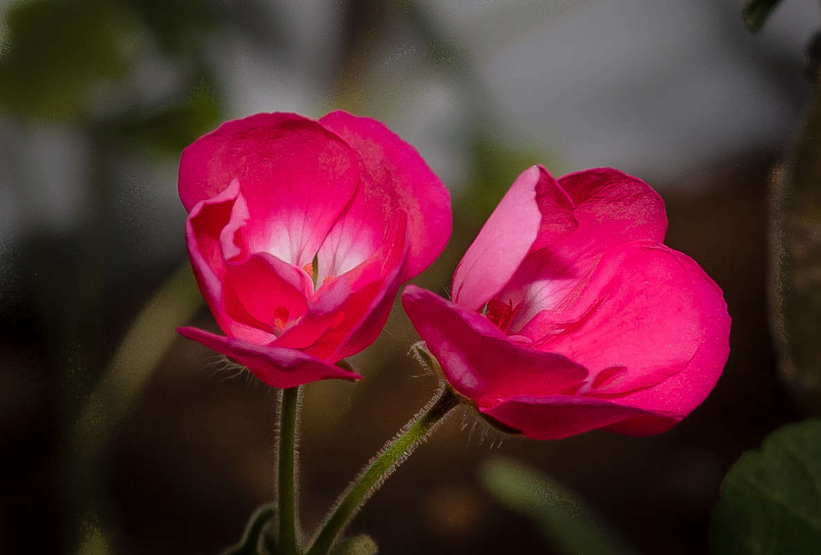 ... ����� Viktor Nogovitsin �� PhotoGeek.ru #�����