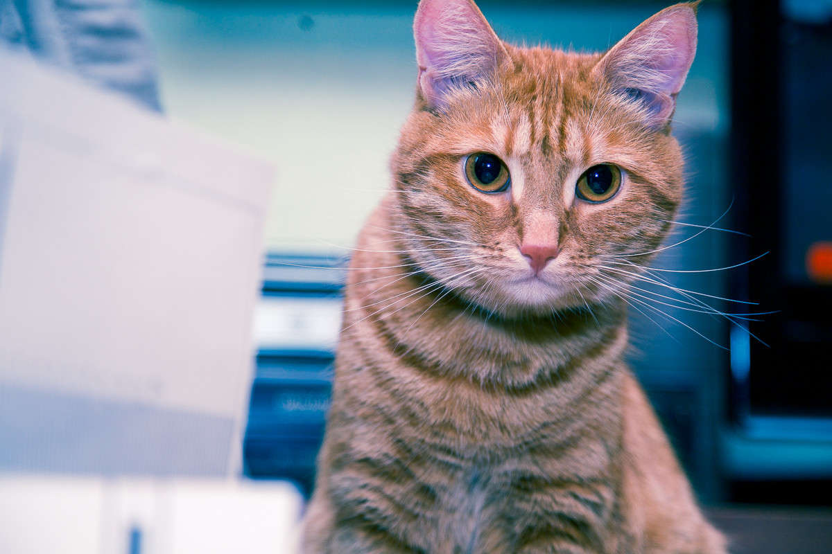 ... ����� Viktor Nogovitsin �� PhotoGeek.ru #�������� ���