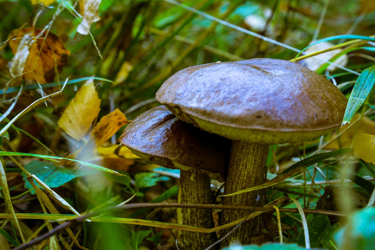 ... ����� Viktor Nogovitsin �� PhotoGeek.ru #�����