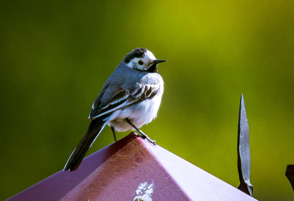 ... ����� Viktor Nogovitsin �� PhotoGeek.ru #�������� ���