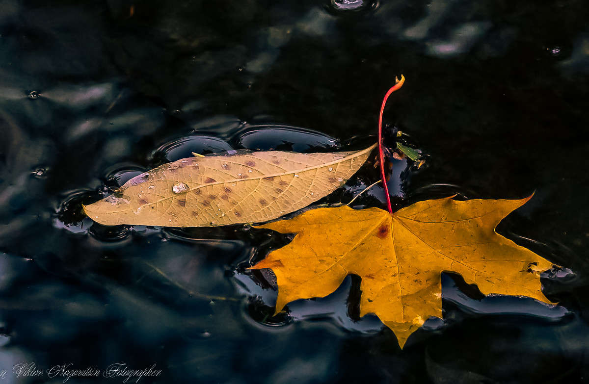 ... ����� Viktor Nogovitsin �� PhotoGeek.ru #������ ��� ������� #���������