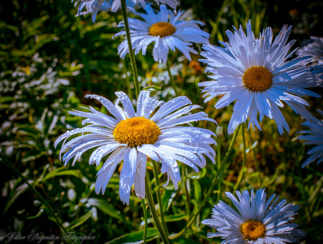 ... ����� Viktor Nogovitsin �� PhotoGeek.ru #������ ��� ������� #����� ��������������