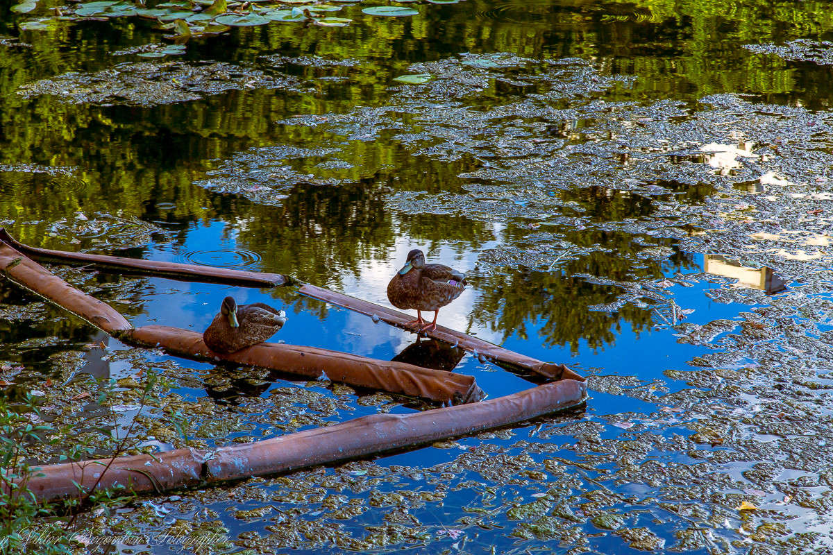 ... ����� Viktor Nogovitsin �� PhotoGeek.ru #�������� ��� #������ ��� �������