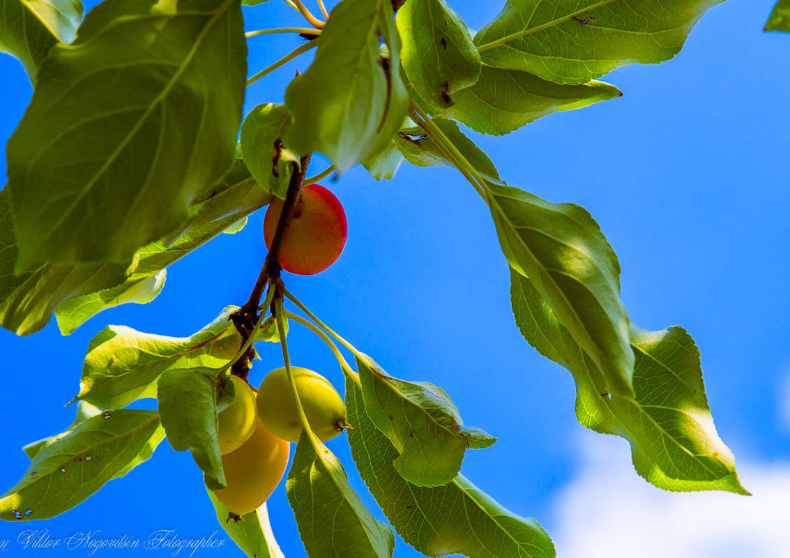 ... ����� Viktor Nogovitsin �� PhotoGeek.ru #������ ��� �������