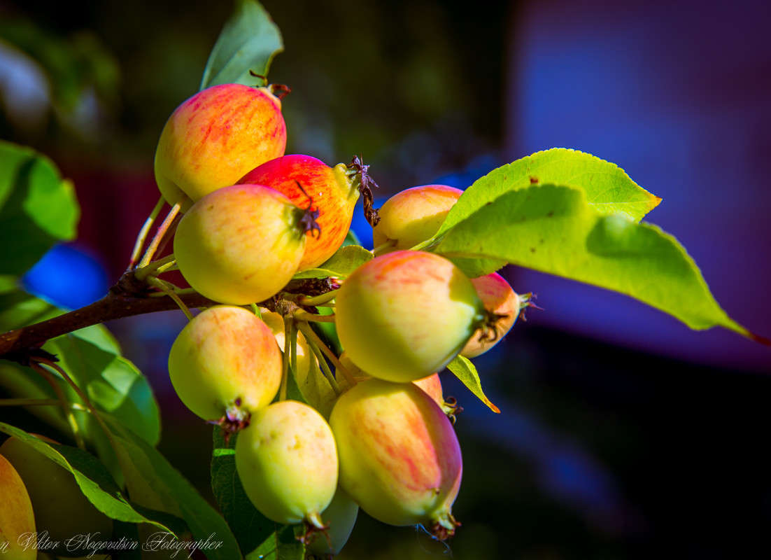 ... ����� Viktor Nogovitsin �� PhotoGeek.ru #����� #����� ��������������