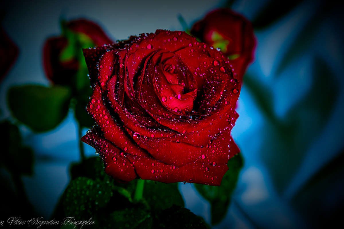 ... ����� Viktor Nogovitsin �� PhotoGeek.ru #�����