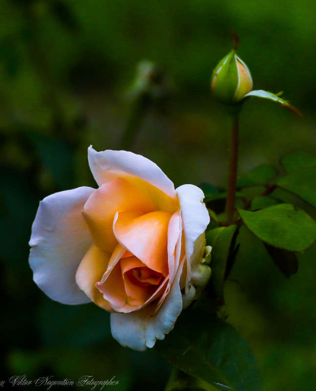 ... ����� Viktor Nogovitsin �� PhotoGeek.ru #����� #����� ��������������