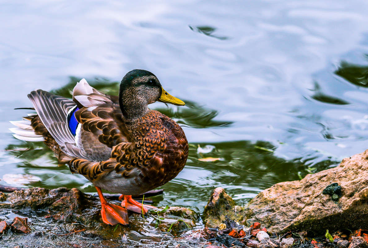 ... ����� Viktor Nogovitsin �� PhotoGeek.ru #�������� ���