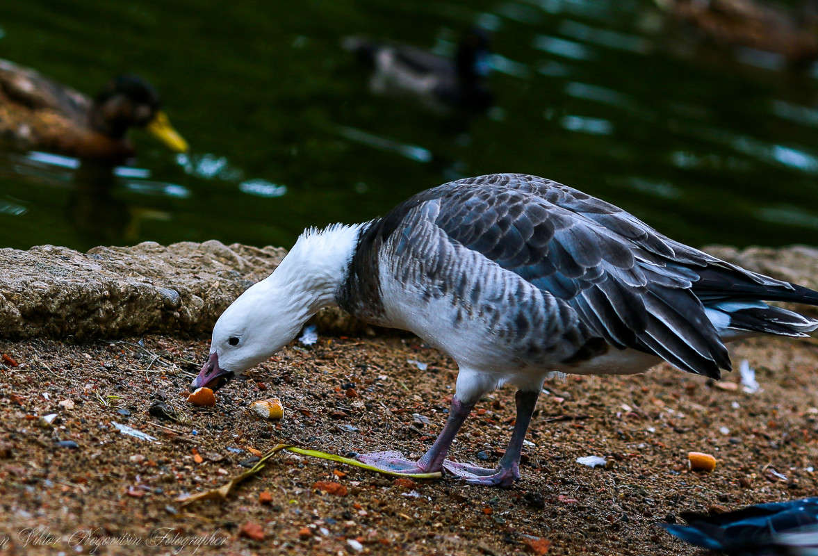 ... ����� Viktor Nogovitsin �� PhotoGeek.ru #�������� ��� #����� ��� ��� ���������