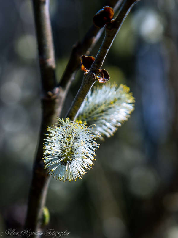 ... ����� Viktor Nogovitsin �� PhotoGeek.ru #�����