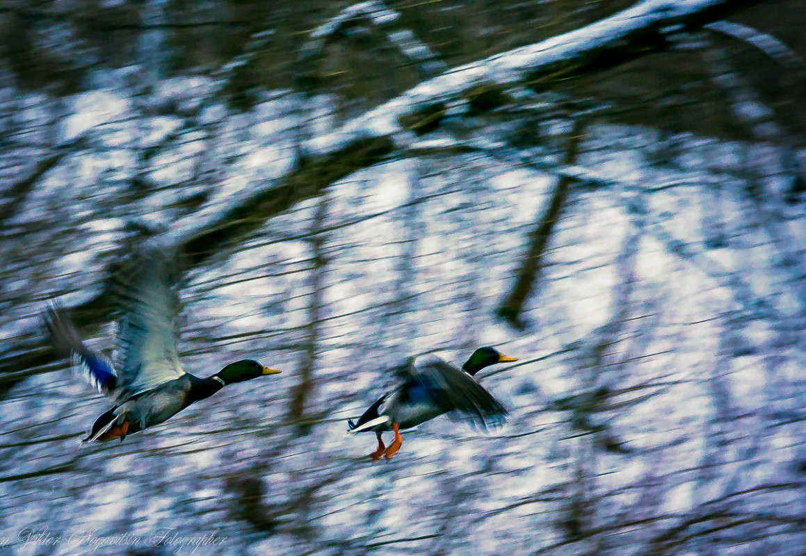 ... ����� Viktor Nogovitsin �� PhotoGeek.ru #�������� ��� #����� ��� ��� ���������