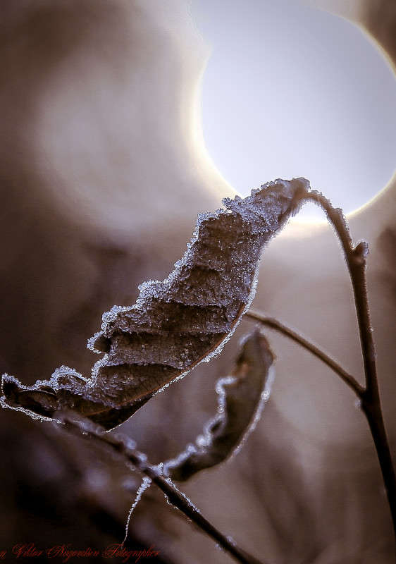 *** ����� Viktor Nogovitsin �� PhotoGeek.ru #�����