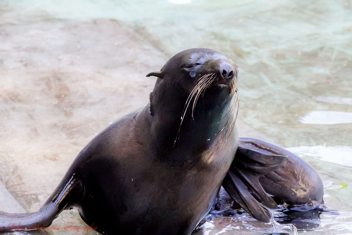 ... ����� Viktor Nogovitsin �� PhotoGeek.ru #�������� ���