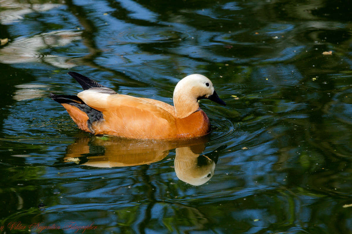 ... ����� Viktor Nogovitsin �� PhotoGeek.ru #�������� ���