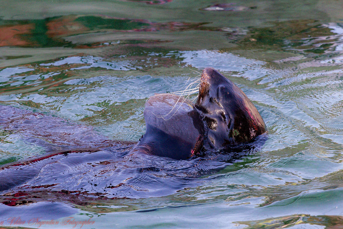 ... ����� Viktor Nogovitsin �� PhotoGeek.ru #�������� ���