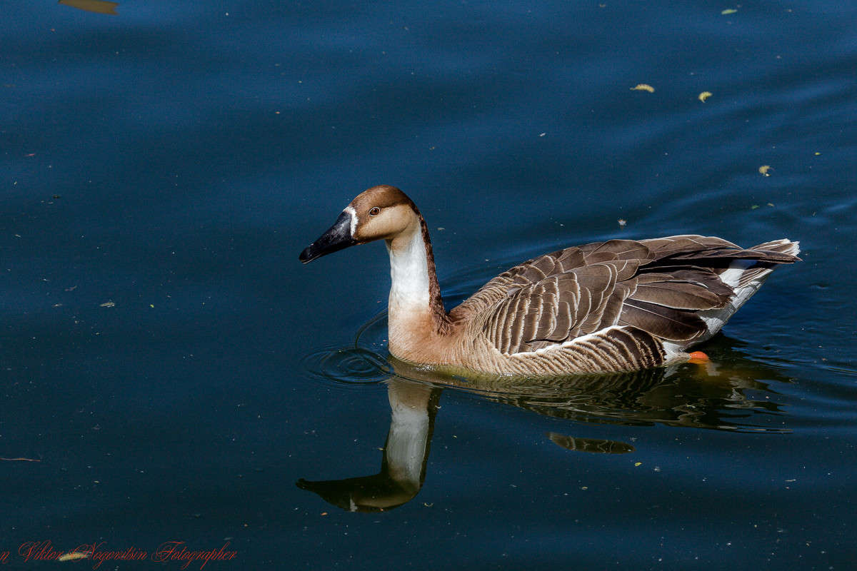 ... ����� Viktor Nogovitsin �� PhotoGeek.ru #�������� ���