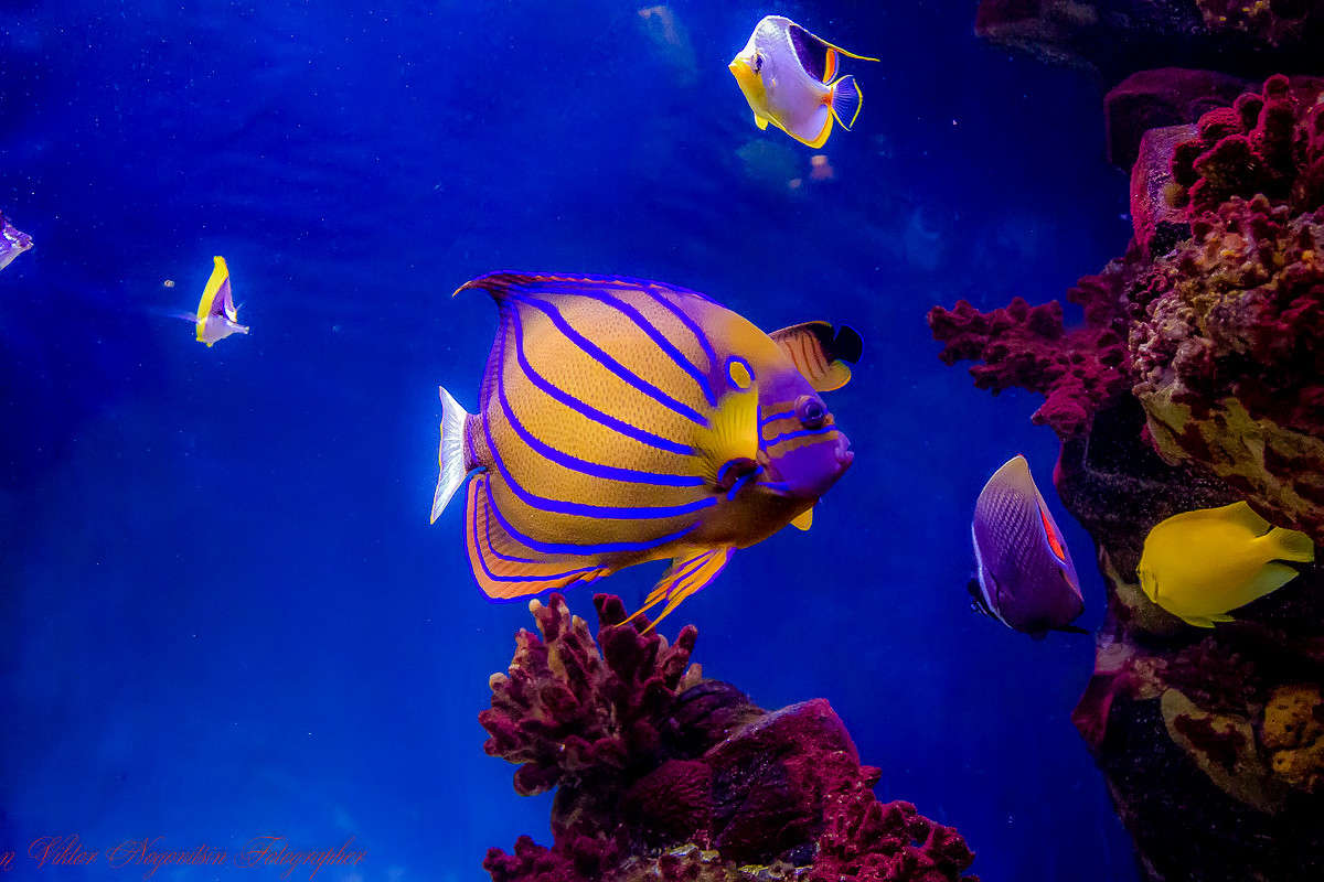 ... ����� Viktor Nogovitsin �� PhotoGeek.ru #����� #�������� ��� #����� ��� ��� ���������