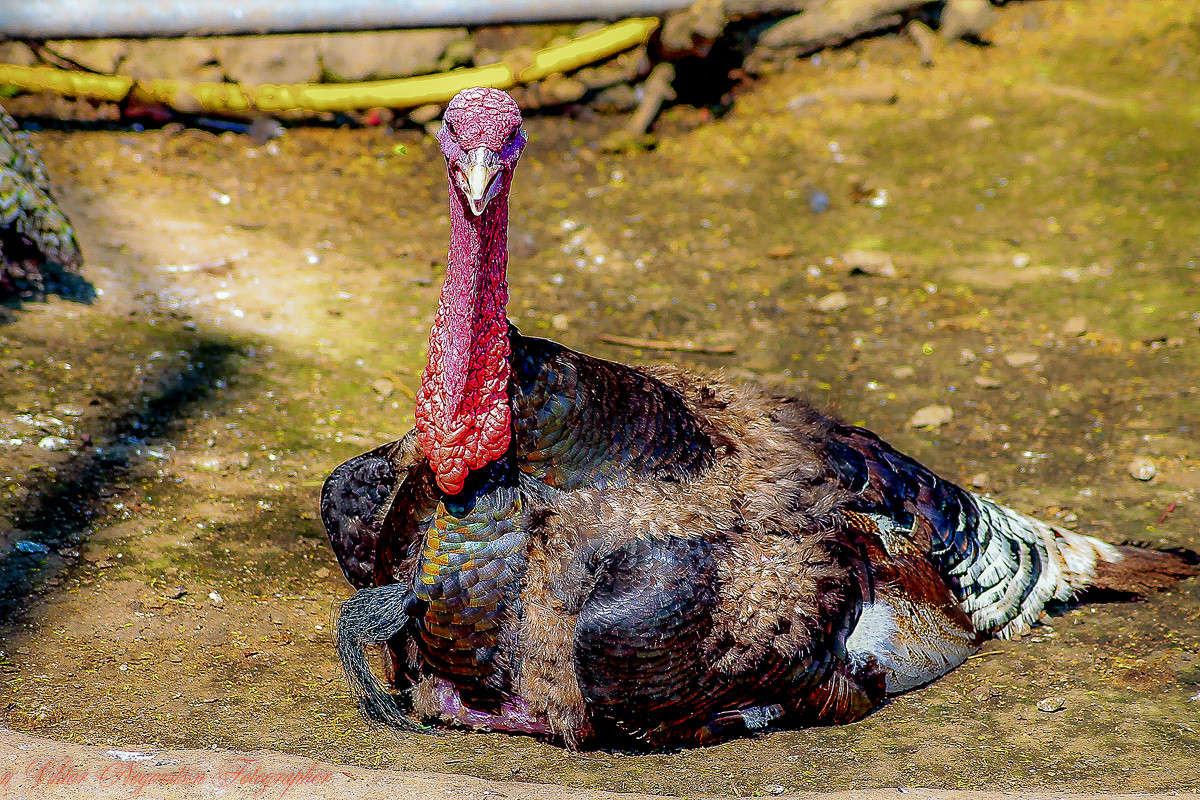 ... ����� Viktor Nogovitsin �� PhotoGeek.ru #�������� ���