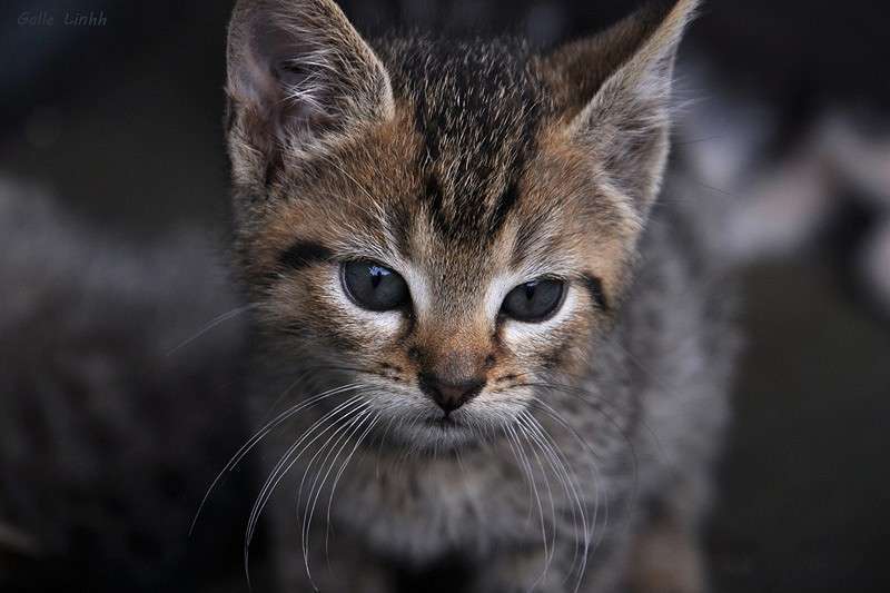 ������ ����� ����� ����� �� PhotoGeek.ru #�������� ���