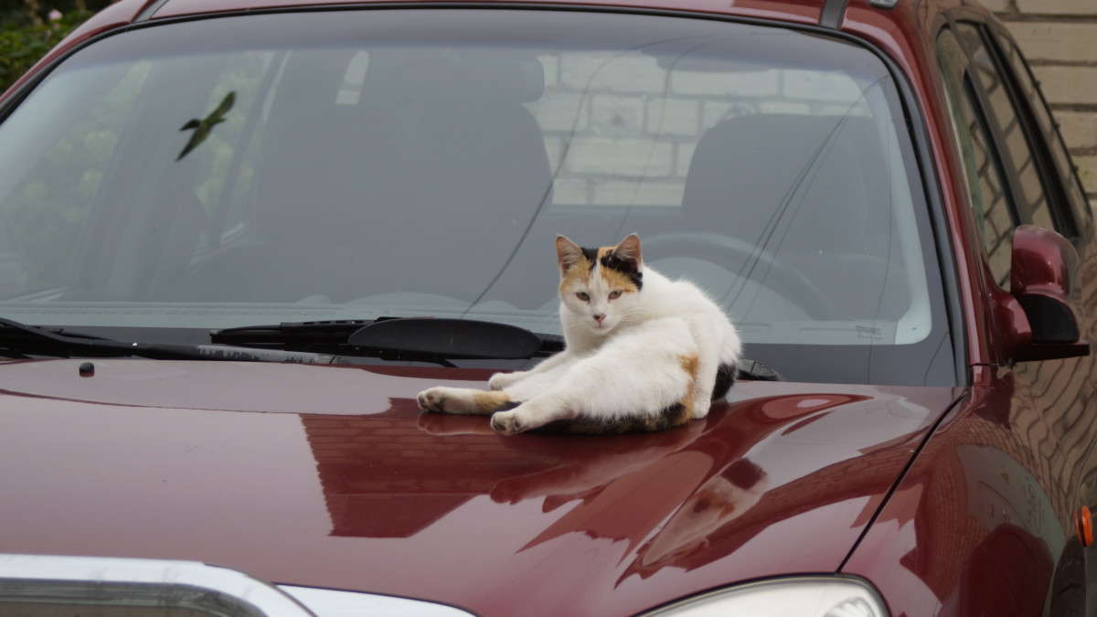 ... ����� alex  �� PhotoGeek.ru #�������� ���