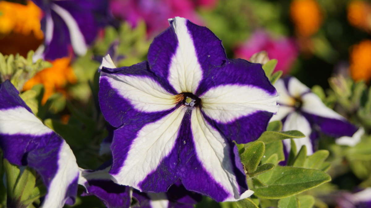 ... ����� alex  �� PhotoGeek.ru #�����