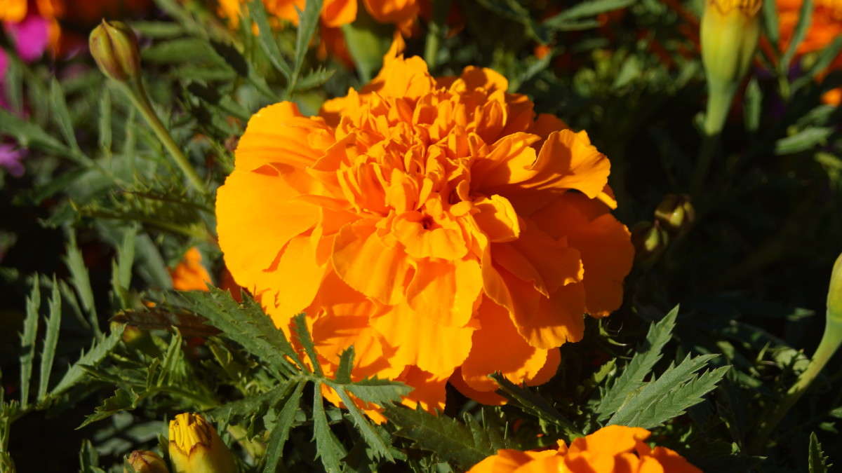 ������ ����� alex  �� PhotoGeek.ru #�����