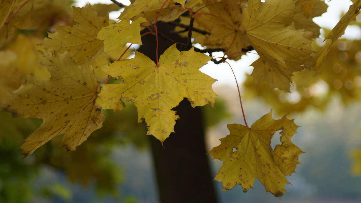 ����� ����� alex  �� PhotoGeek.ru #������ ��� �������