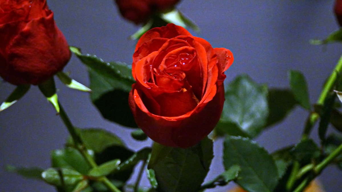 ... ����� alex  �� PhotoGeek.ru #�����