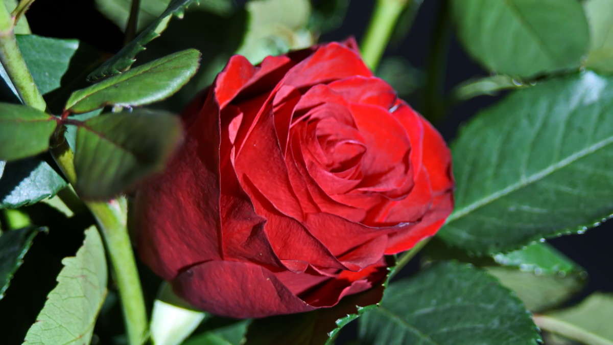 ... ����� alex  �� PhotoGeek.ru #�����