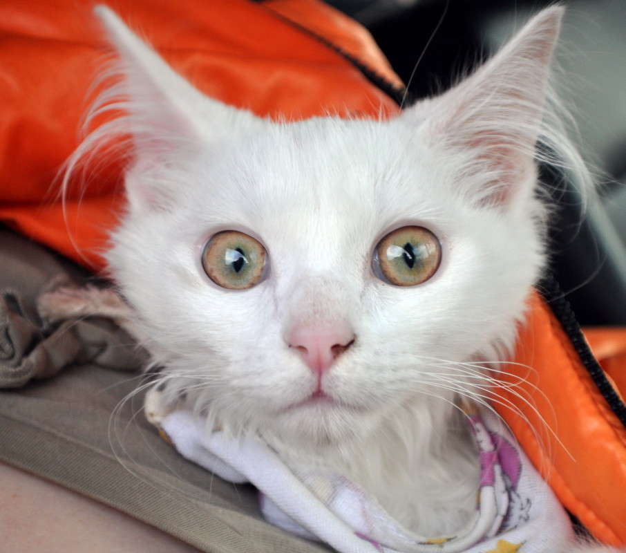 ��� ������� �����������??? ����� alex  �� PhotoGeek.ru #�������� ���