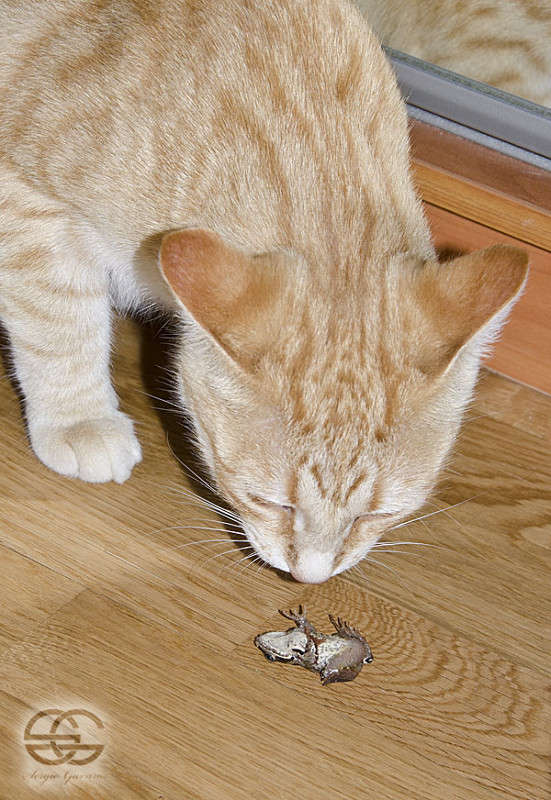 Кузя и Царевна-лягушка / Кузя и Царевна-лягушка / Фотография на ...