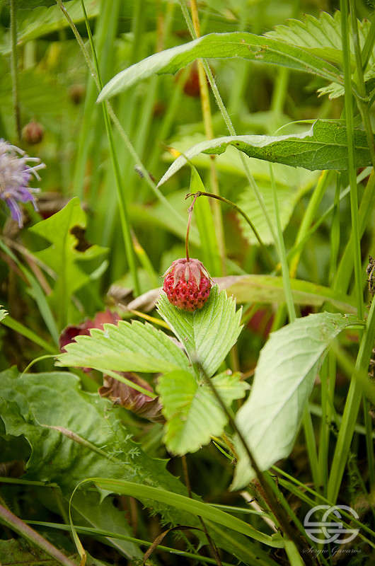 ������� ������ ����� ������ ������� �� PhotoGeek.ru #����� #����� ��������������