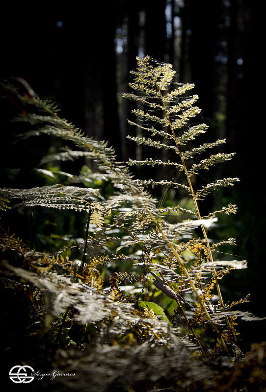 ����������� (�����) ����� ������ ������� �� PhotoGeek.ru #������ ��� ������� #����� ��������������