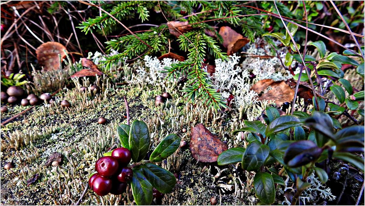 ������������� �������...����������� �����... ����� ������ ��� �� PhotoGeek.ru #������ ��� �������