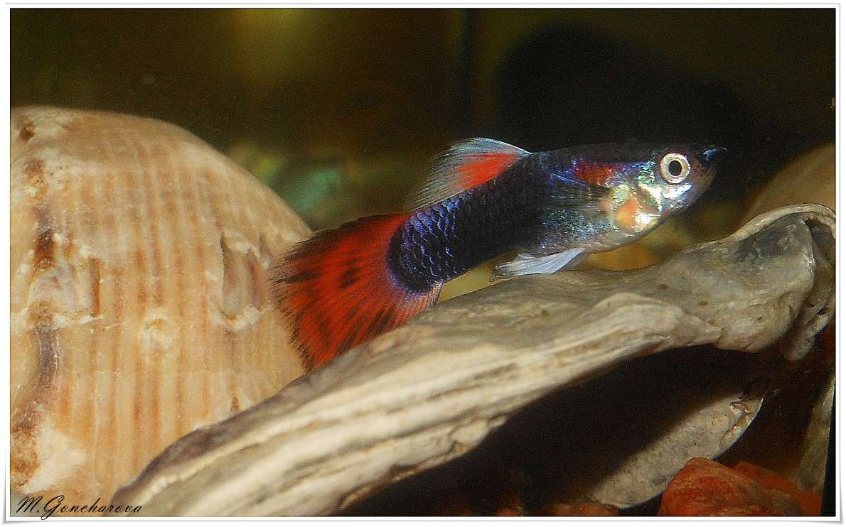 �������� ����� ������ ��������� �� PhotoGeek.ru #����� #�����