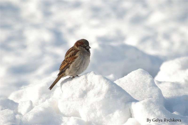 ������� ����� �������� ������� �� PhotoGeek.ru #�������� ���