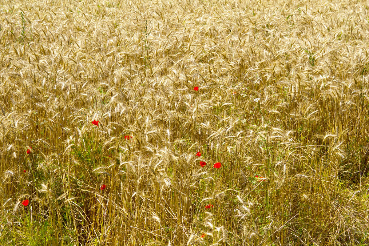 Пшеничное поле с цветами