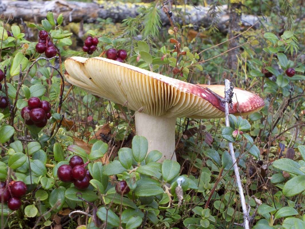 ��������� ��������� ����� ������  �� PhotoGeek.ru #������ ��� �������