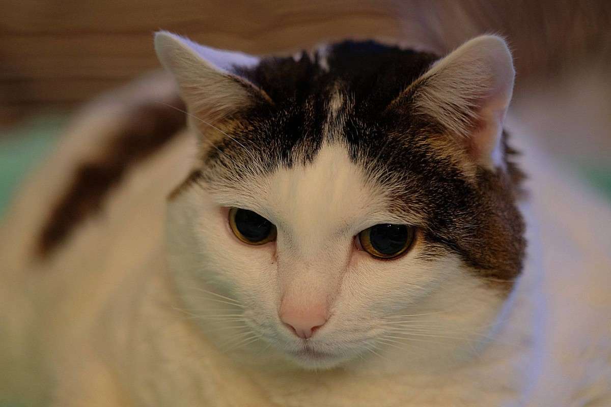 ����� ���� ����� ������  �� PhotoGeek.ru #�������� ���